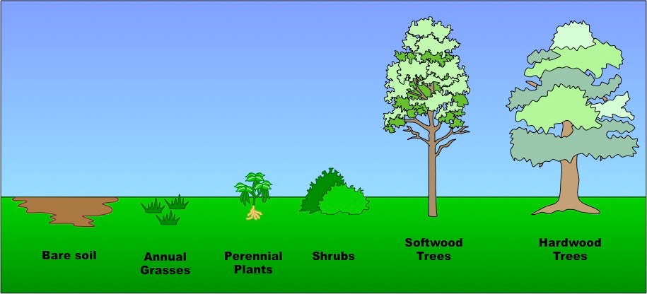 Exploring the Pioneers: Examples of Pioneer Species in&nbsp;Nature